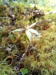 Adenochilus gracilis
