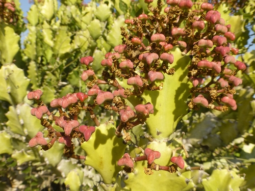 Euphorbia lactea