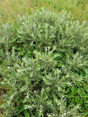 Salix humilis
