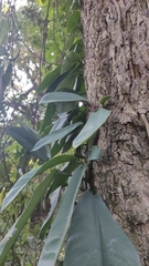 Rhaphidophora hongkongensis