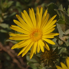 Grindelia puberula
