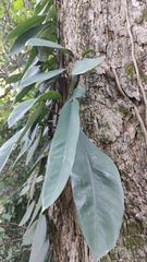 Rhaphidophora hongkongensis