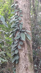 Rhaphidophora hongkongensis