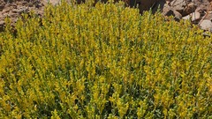 Scutellaria tomentosa