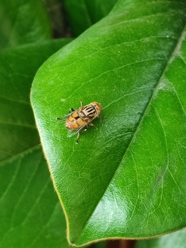 Native Drone Fly photo 5