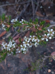 Leptospermum arachnoides