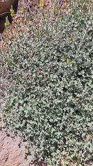 Scutellaria tomentosa