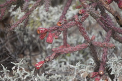 Cylindropuntia