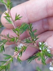 Leptospermum arachnoides