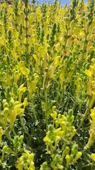 Scutellaria tomentosa