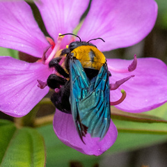 Xylocopa aestuans