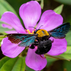 Xylocopa aestuans