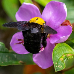 Xylocopa aestuans