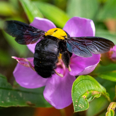 Xylocopa aestuans