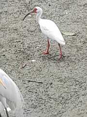 Eudocimus albus