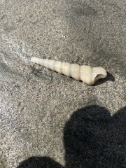 Turritella