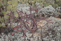 Cylindropuntia