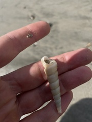 Turritella