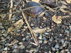 Kinosternon leucostomum