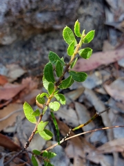 Acacia hispidula