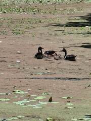 Anseranas semipalmata