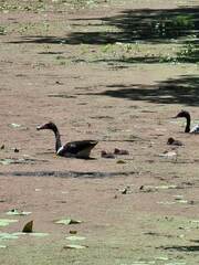 Anseranas semipalmata