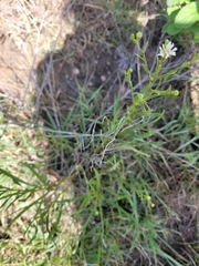 Solidago ptarmicoides