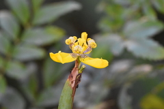 Trimezia steyermarkii
