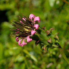 Mutisia speciosa