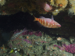 Hypoplectrodes maccullochi