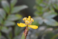 Trimezia steyermarkii