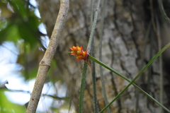 Acanthostachys strobilacea