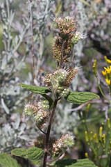 Phacelia heterophylla