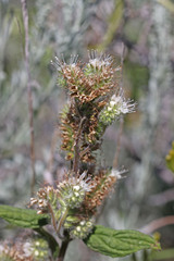 Phacelia heterophylla