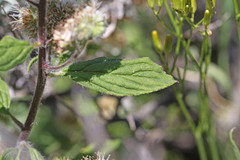 Phacelia heterophylla