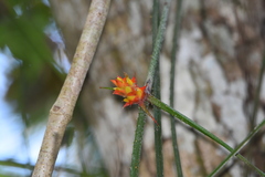 Acanthostachys strobilacea