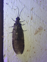 Archichauliodes diversus