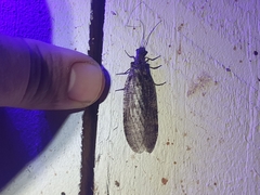 Archichauliodes diversus