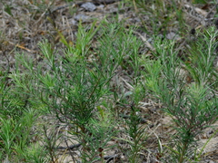 Vernonanthura nudiflora