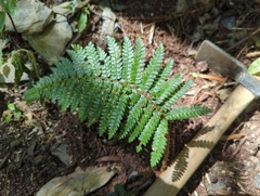 Polystichum parvipinnulum