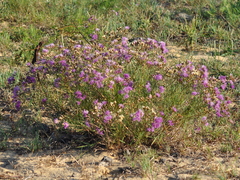 Vernonanthura nudiflora