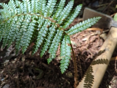 Polystichum parvipinnulum