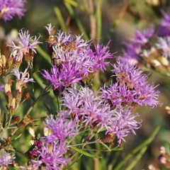 Vernonanthura nudiflora