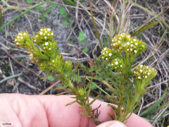 Thesium capitatum