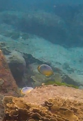 Chaetodon trifasciatus