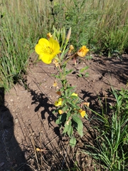 Oenothera pilosella