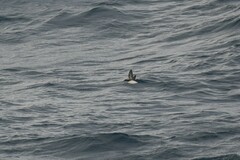 Pelecanoides georgicus