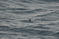 Pelecanoides georgicus