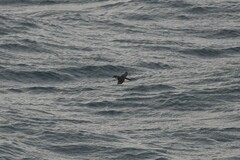 Pelecanoides georgicus