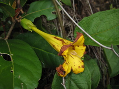 Schultesianthus coriaceus